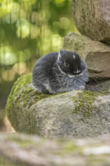 Zwergkaninchen im Nürnberger Tiergarten