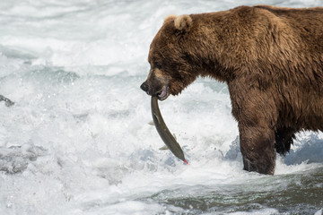 Fototapeta premium Alaskan brown bear with salmon