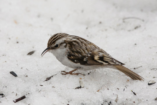 Eurasian treecreeper on snow with open beak. Nice little brown bird, eating scrap under feeder. Bird in wildlife.