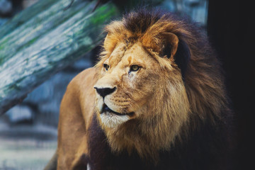 A beautiful portrait of a big wild male lion