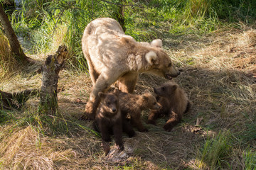 Fototapeta premium Alaskan brown bear sow with three cubs