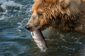 Fototapeta premium Alaskan brown bear with salmon