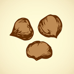 Chestnut. Vector drawing