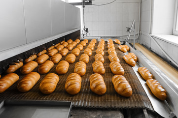 Loafs of fresh hot bread out of the oven on a conveyor belt in the bakery.