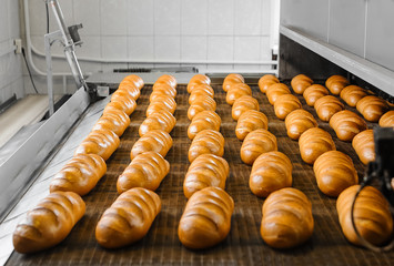 Loafs of fresh hot bread out of the oven on a conveyor belt in the bakery.