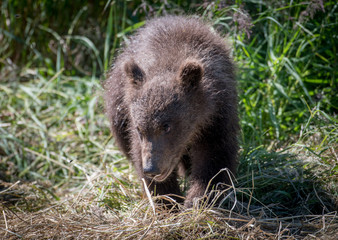 Alaskan brown bear cub