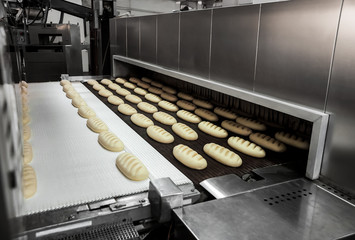 Raw dough bread on a conveyor before baking in an oven