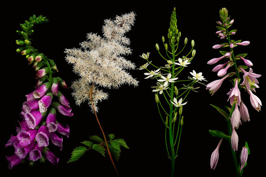 Fototapeta Four Different Flowers on black background