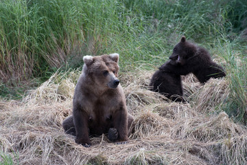 Fototapeta na wymiar Alaskan brown bear sow with cubs