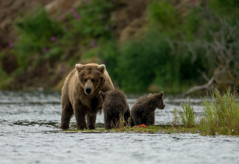 Naklejka na ściany i meble Alaskan brown bear sow and two cubs