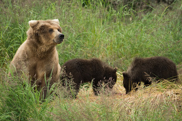 Obraz na płótnie Canvas Alaskan brown bear sow with cubs