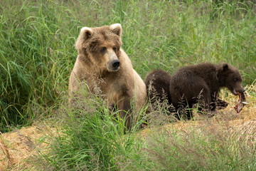 Naklejka na ściany i meble Alaskan brown bear sow with cubs