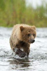 Obraz premium Alaskan brown bear cub