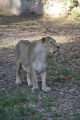 Löwe im Nürnberger Tiergarten