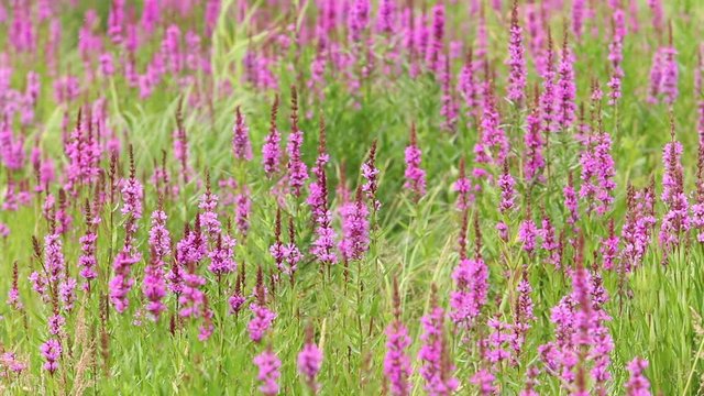 Beautiful wild flowers crybaby grass bumble bee plants
