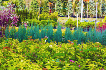 Many different plants and trees in pots offered for sale at garden center