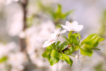 Obraz na płótnie Canvas Background with a branch of apple blossoms