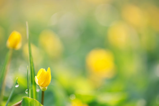 Background with yellow flower and drops of dew