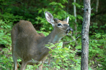 Deer eating