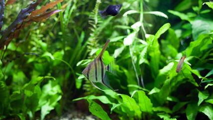 Angelfish swimming in heavily planted tropical aquarium.