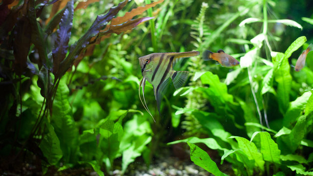 Angelfish in Tropical Aquarium