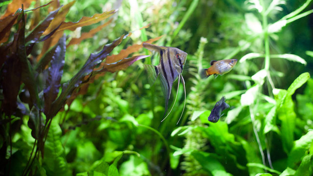 Angelfish in Tropical Aquarium