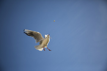 ptak, karmienie, niebo, latać, mewa, morze, ptactwo © Amelia Roman