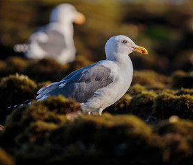 Seagull in Low Tide