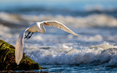 Egret Flight