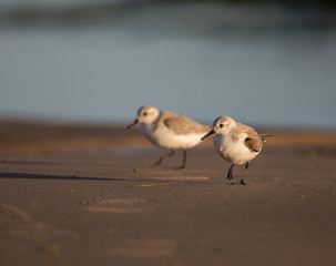 Baby Sandpiper