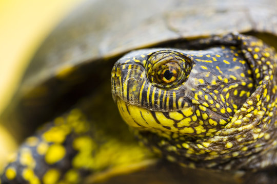 European pond turtle (Emys orbicularis) head portrait, Campanarios de Azaba Biological Reserve, a rewilding Europe Area, Salamanca, Castilla y Leon, Spain