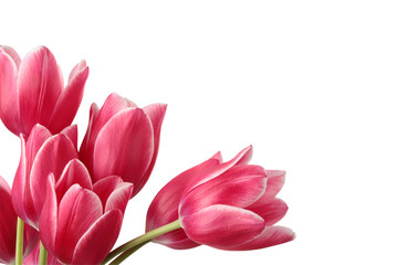 Fototapeta premium Flowers