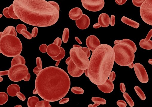 3D rendering Red Blood Cells