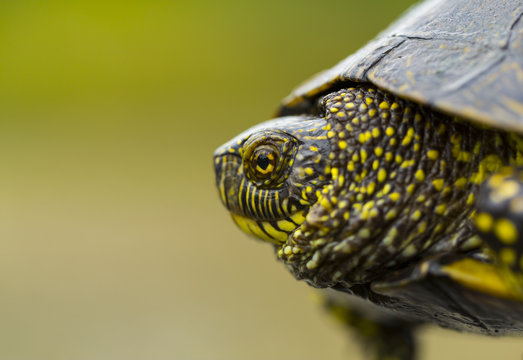 European pond turtle (Emys orbicularis) profile, Campanarios de Azaba Biological Reserve, a rewilding Europe Area, Salamanca, Castilla y Leon, Spain