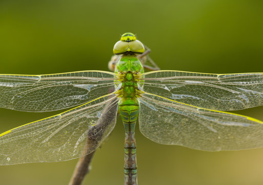 Emperor Dragonfly (Anax imperator) close up of resting individual, Campanarios de Azaba Biological Reserve, a rewilding Europe Area, Salamanca, Castilla y Leon, Spain