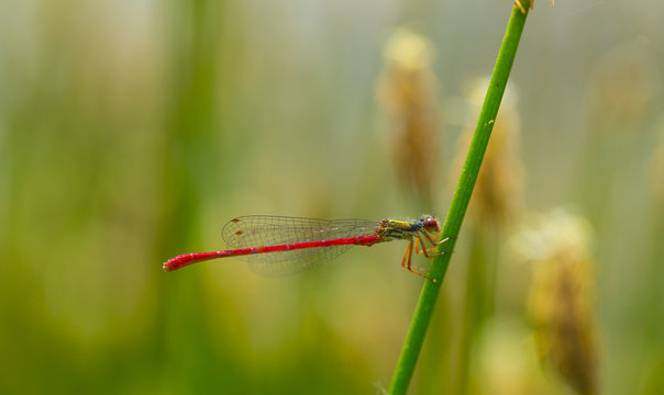 Small red damselfly (Ceriagrion tenellum) resting profile, Campanarios Azaba Biological Reserve, a rewilding Europe Area, Salamanc, Castilla y Leon, Spain