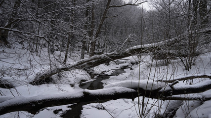 Puszcza Białowieska 