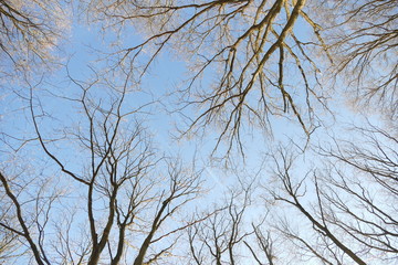 Kronendach Äste Ast Bäume Winterwald blauer Himmel