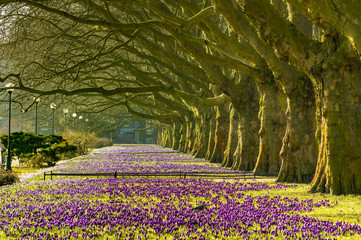 Spring flowering crocuses ,A park in Szczecin where there is a carpet of crocuses in the spring. - obrazy, fototapety, plakaty