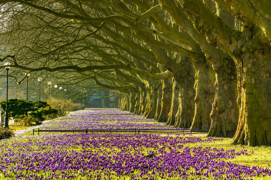 Spring flowering crocuses ,A park in Szczecin where there is a carpet of crocuses in the spring.