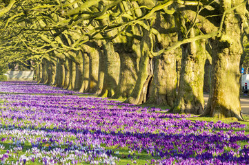 Spring flowering crocuses ,A park in Szczecin where there is a carpet of crocuses in the spring.