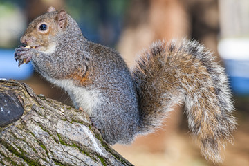 Scoiattolo americano
