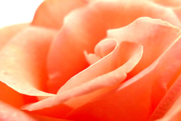 Rose Blüte Hochzeit zart rose apricot lachs Makro