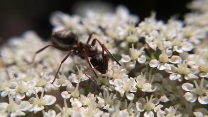Ant macro on white flower. Slovakia