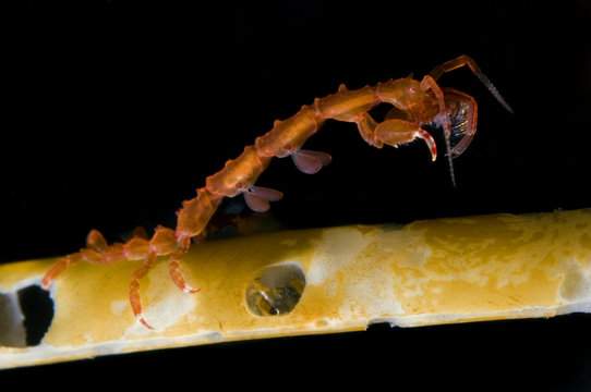 Skeleton shrimp (Caprellidea sp) on a hydroid, Saltstraumen, Bod&ouml;, Norway, October 2008