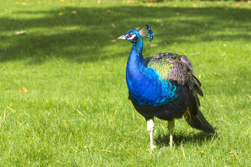 Obraz premium Blauer Pfau Peacock