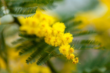 Yellow tender mimosa at spring time