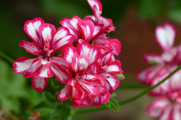 Geranienblüte pink-weiß