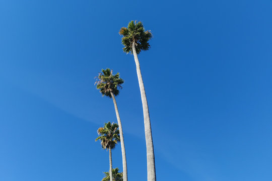 Palm trees in the sun