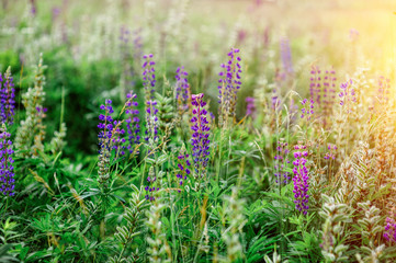 spring flowers lupine field on a sunny day